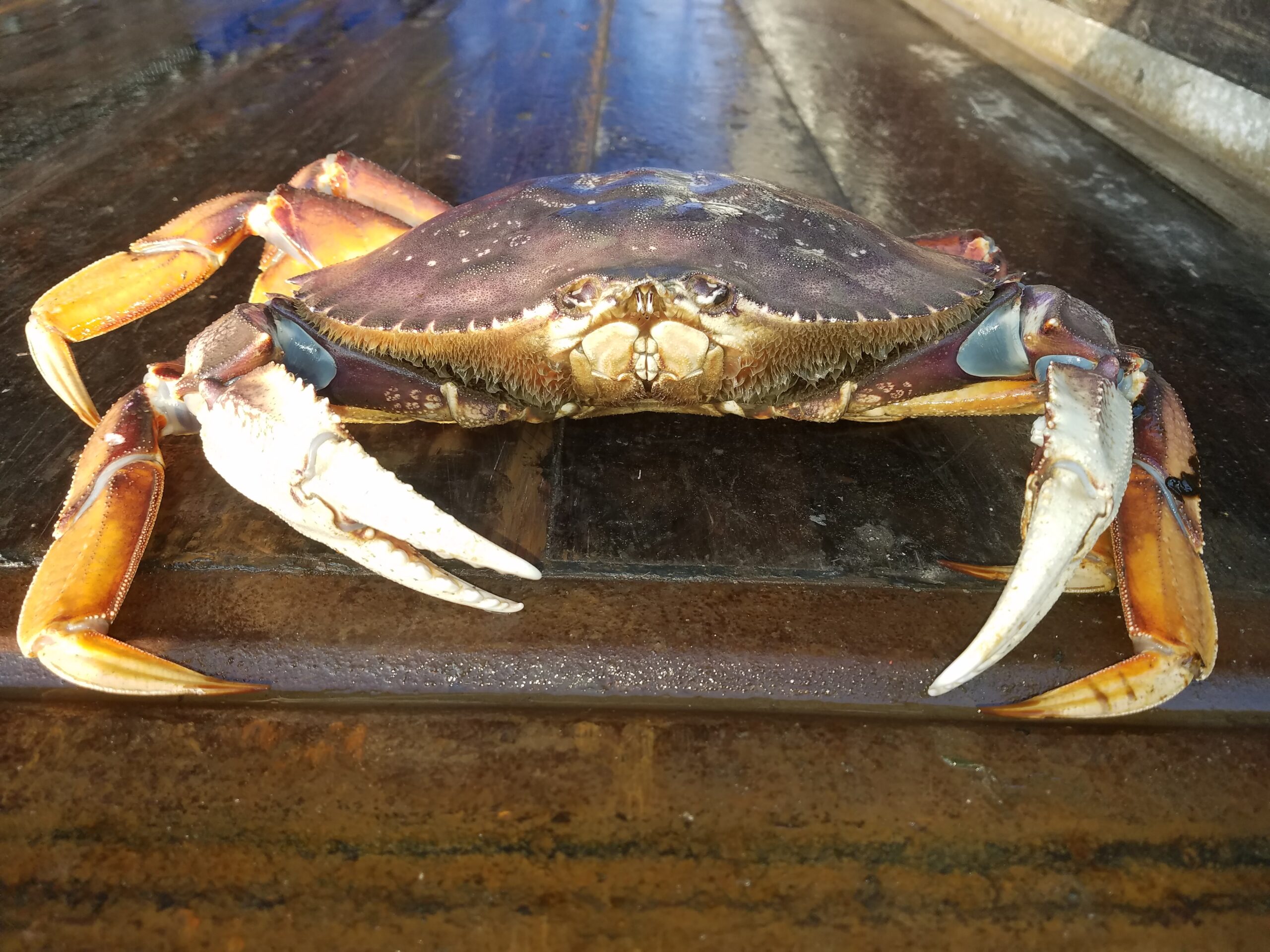 Dungeness Crabbing in Coos Bay Oregon – Sharky's Charter Fishing